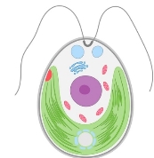 Structure of chlamydomonas green algae on a white background | Premium  Vector